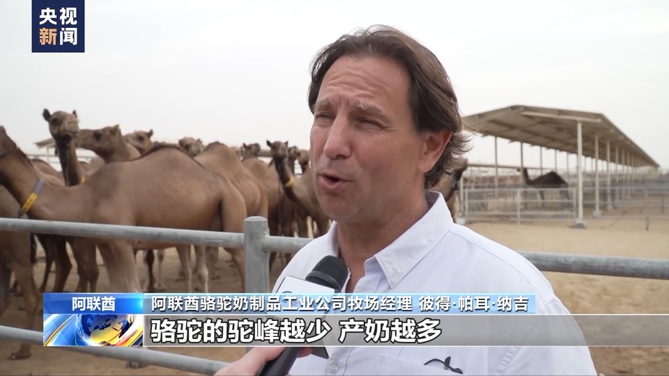 中国大市场 世界大机遇丨沿着“一带一路”而来 骆驼奶是如何炼成的