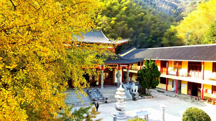 湖南大山里的这株银杏树 已经美了1600多年_fororder_22