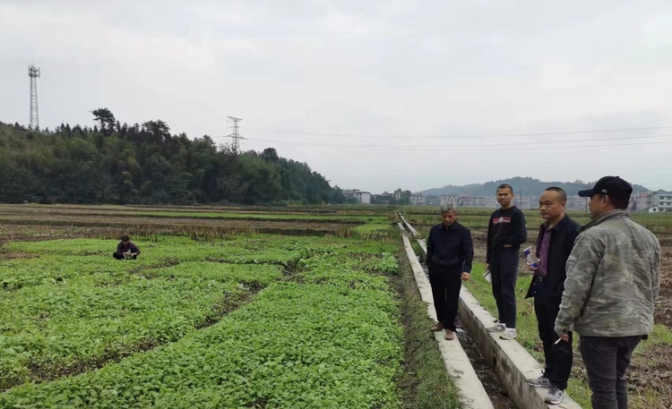 湖南城步4.6万亩油菜长势喜人_fororder_11