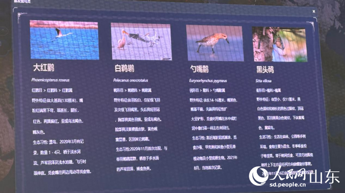 在黄河入海口，聆听生态保护和高质量发展足音