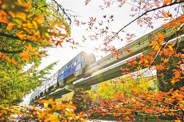 重庆：“山水城市”颜值高 “一路枫景”美如画