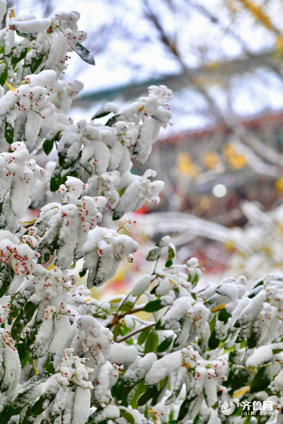 雪后的济南大明湖不只“银装”，原来还有那么多色彩！