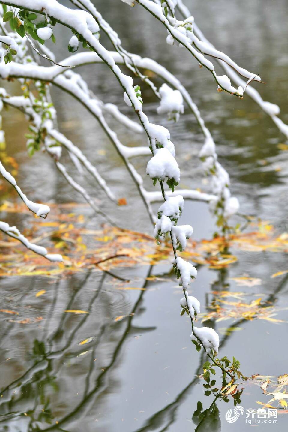 雪后的济南大明湖不只“银装”，原来还有那么多色彩！
