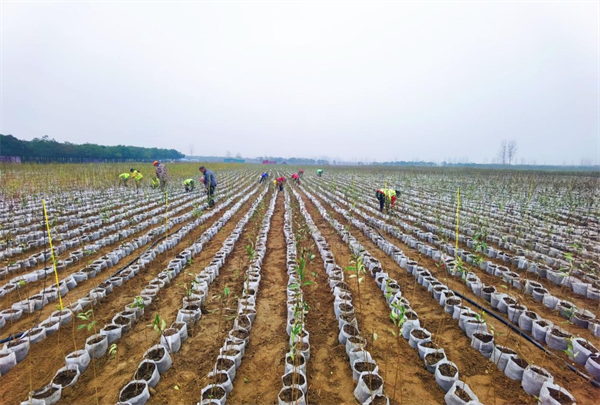 数量位居全省前列！襄阳建成省级以上林木种苗基地10处_fororder_图片2