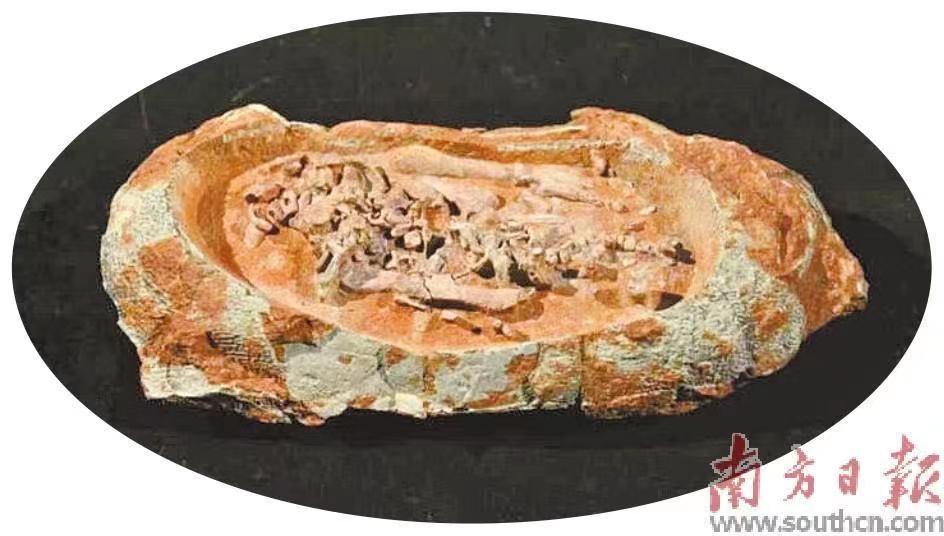与“龙”共舞 河源致力于打造世界级恐龙文化品牌_fororder_微信图片_20231117104550