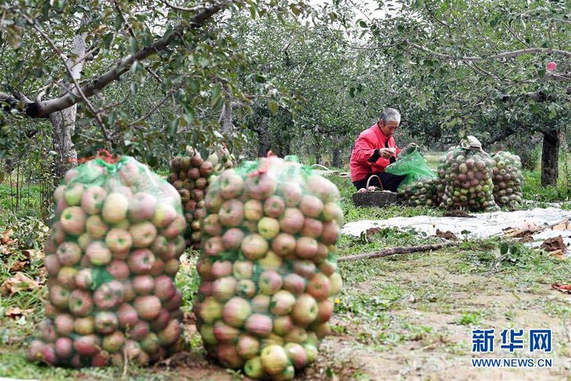 山西吉县：苹果采摘忙