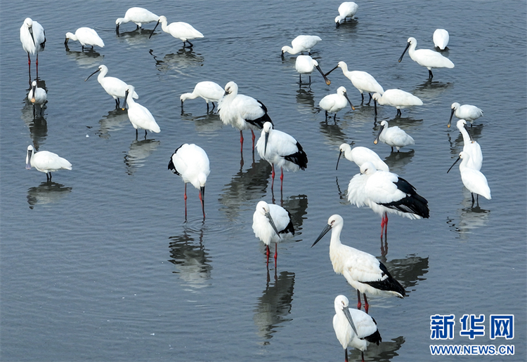 江苏兴化：“鸟界国宝”东方白鹳来湿地越冬_fororder_20231120_085907_005
