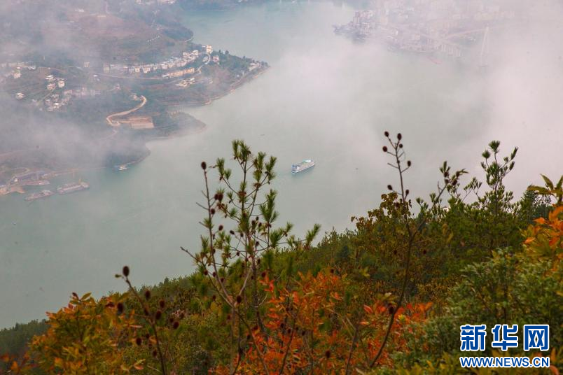 巴东巫峡初冬美 红叶云雾漫峡江