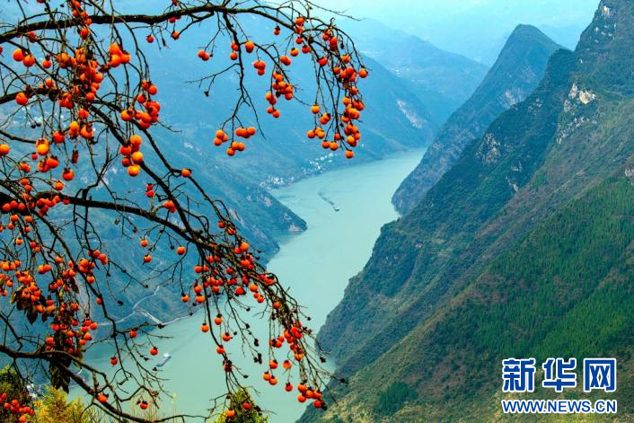 巴东巫峡初冬美 红叶云雾漫峡江