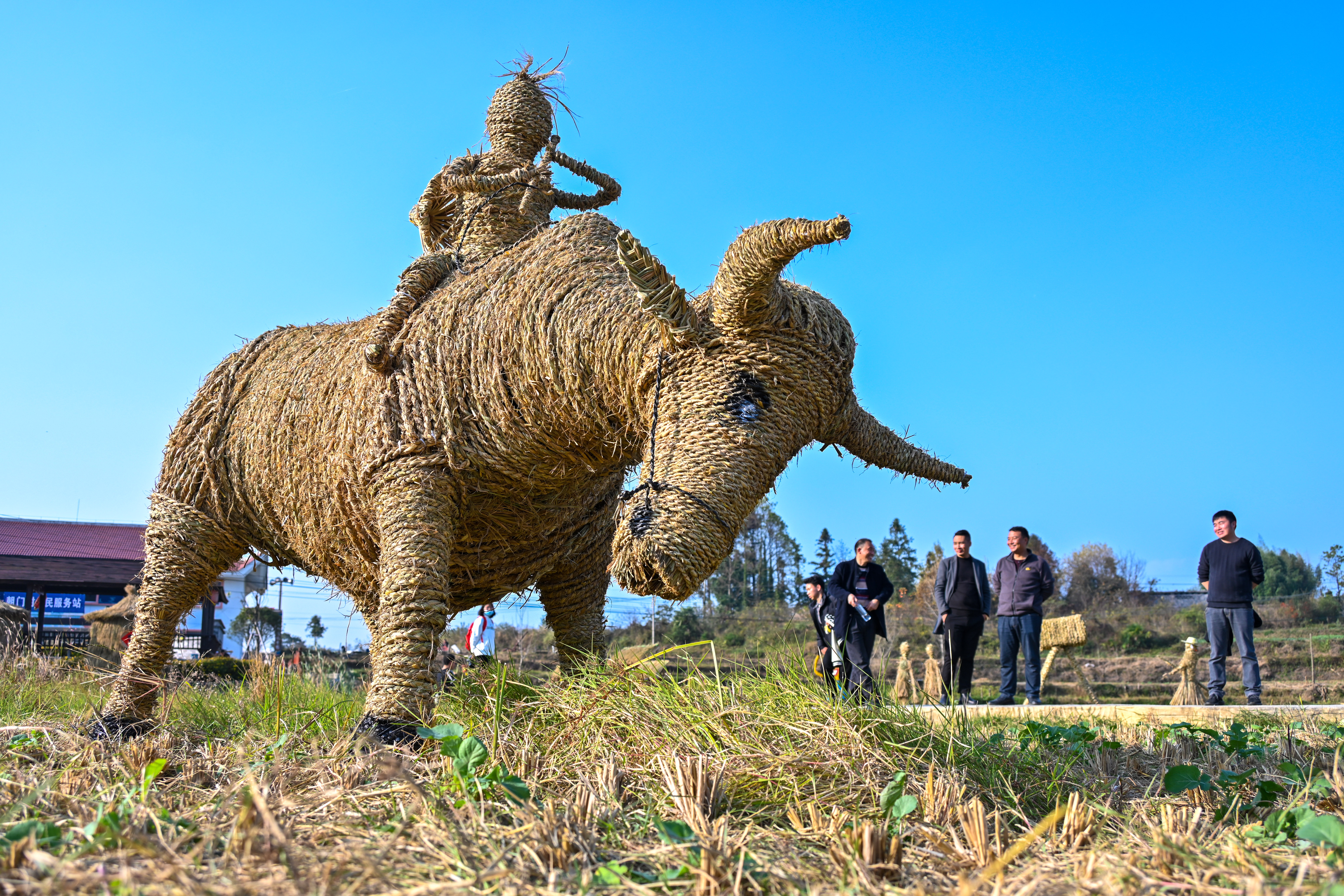 百里杜鹃：农旅融合 丰收花开