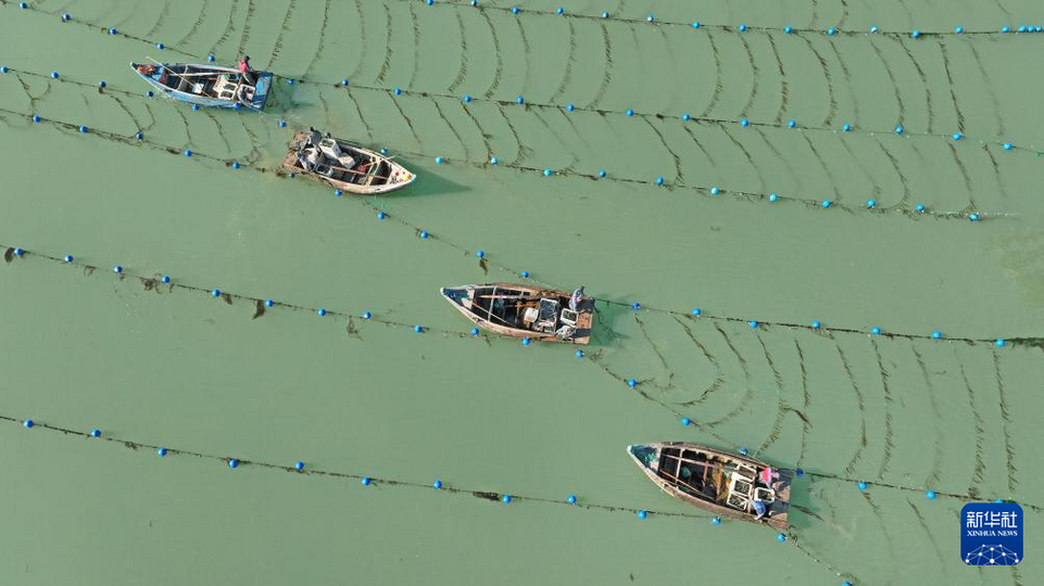 山东荣成：“海带之都”海带“播种”忙