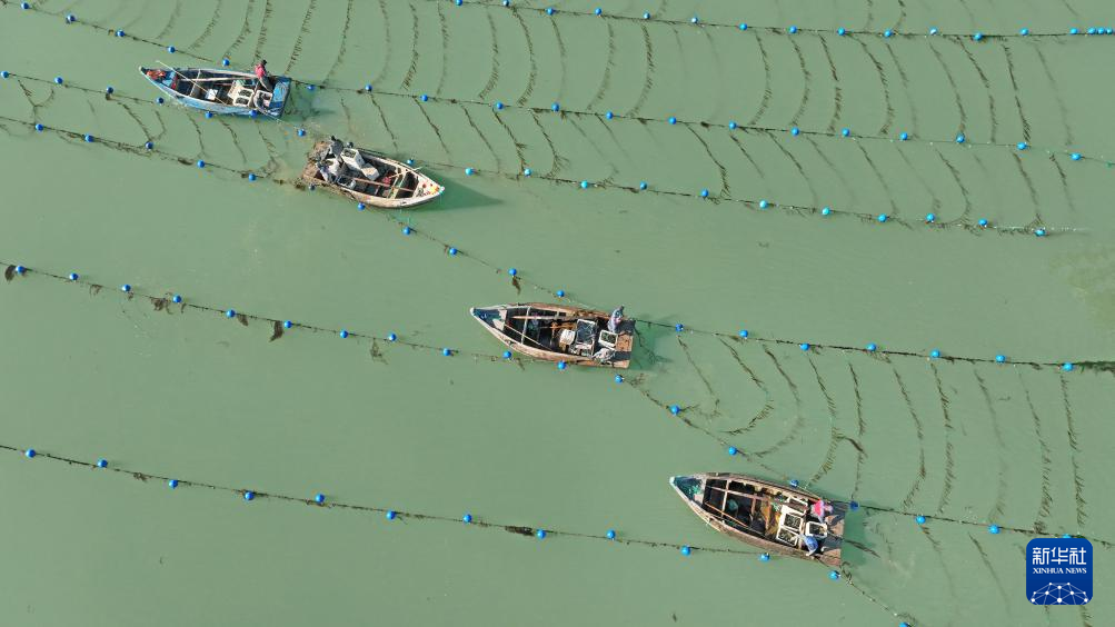 山东荣成：“海带之都”海带“播种”忙