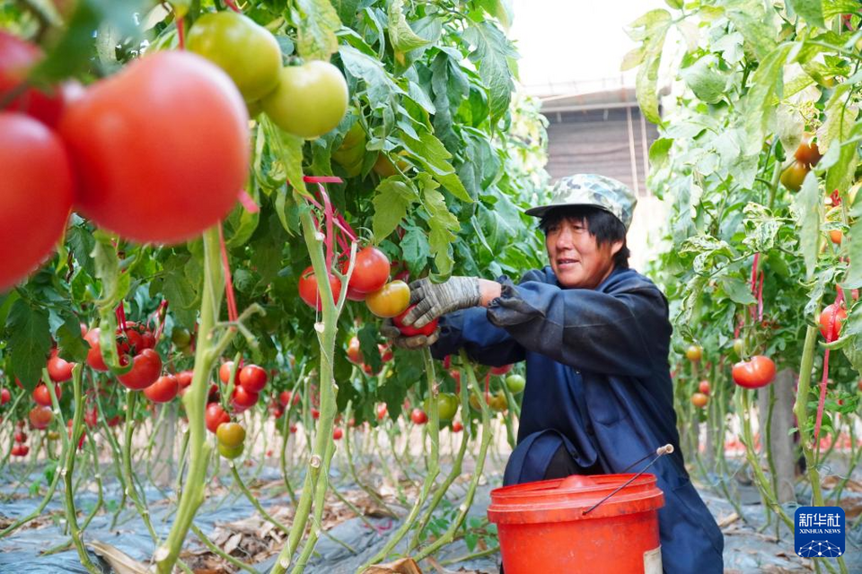 山东临邑：初冬时节大棚西红柿收获忙