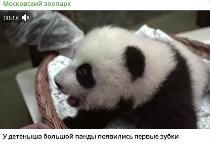 旅俄大熊猫“丁丁”幼崽出生满3个月 已长出两颗牙齿(图)