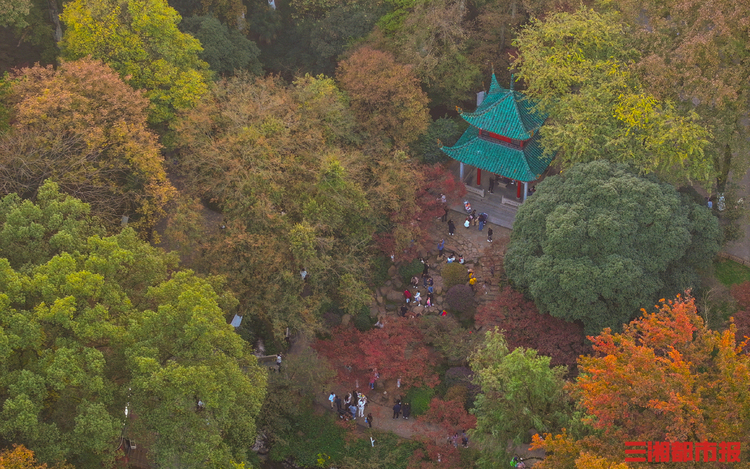 又是一年好“枫”景，长沙岳麓山的枫叶红了