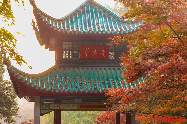 又是一年好“枫”景，长沙岳麓山的枫叶红了