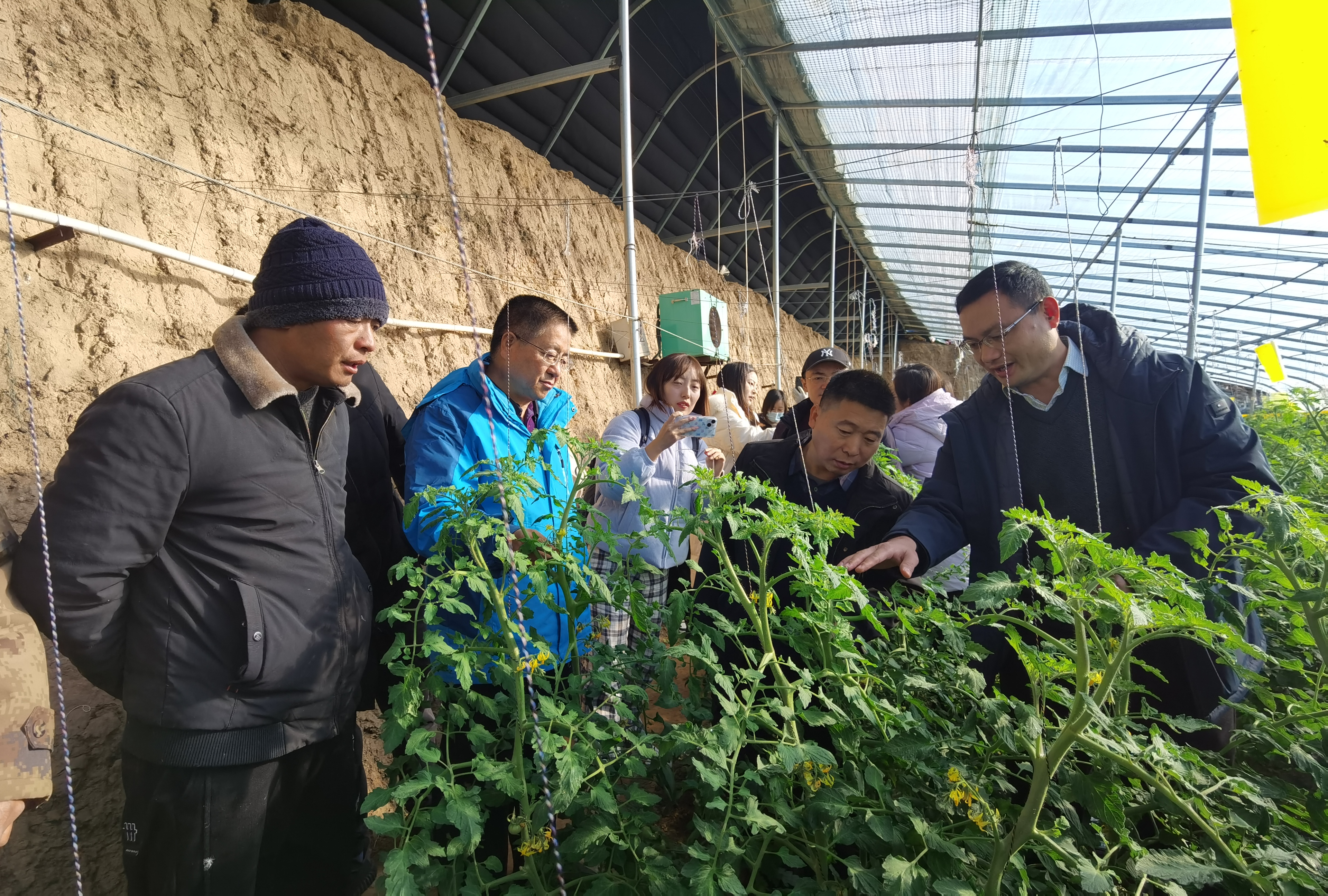保定市徐水区：“博士农场”满眼春_fororder_中国农大专家与百姓面对面交流指导西红柿冬季管理技术。刘柯旋摄