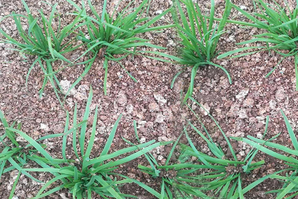 【供稿待审】有机韭菜绿色健康成餐桌新宠 （生态进行时）