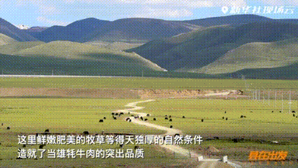 “县”在出发——行走百县话振兴丨“四蹄”发力，牦牛产业在世界屋脊跑出加速度
