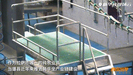 “县”在出发——行走百县话振兴丨“四蹄”发力，牦牛产业在世界屋脊跑出加速度
