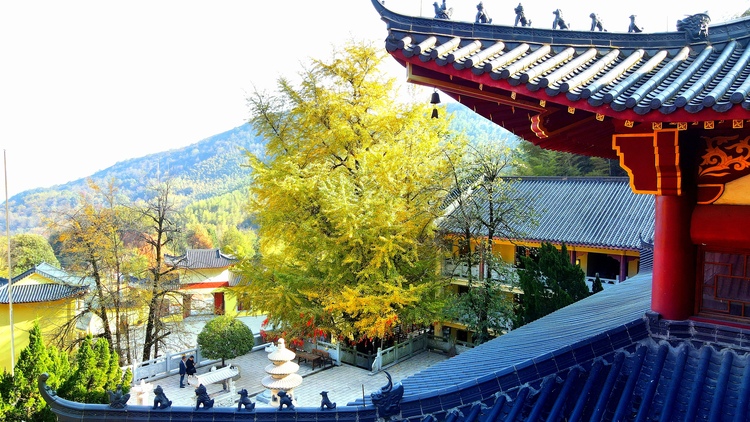 湖南大山里的这株银杏树 已经美了1600多年_fororder_11