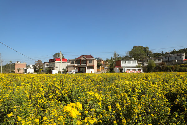 【原创】信阳市商城县：“一花一草”点亮绿色经济_fororder_商城县野菊花产业  罗玉兰摄