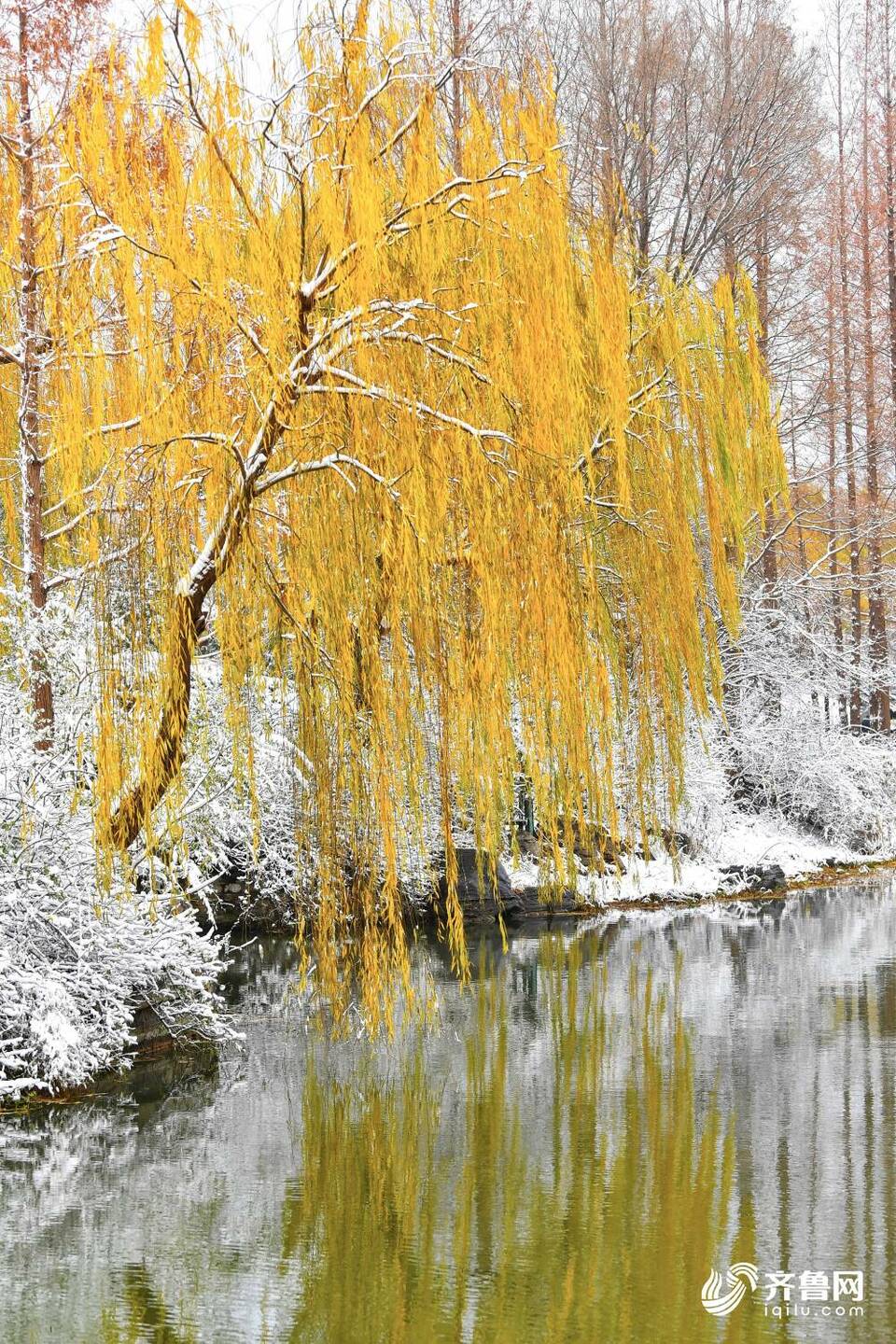 雪后的济南大明湖不只“银装”，原来还有那么多色彩！