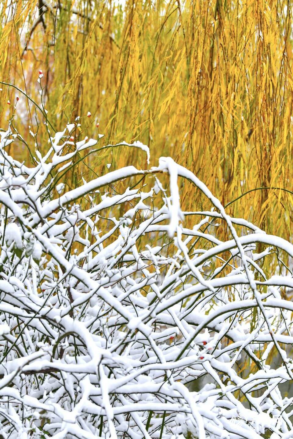 雪后的济南大明湖不只“银装”，原来还有那么多色彩！