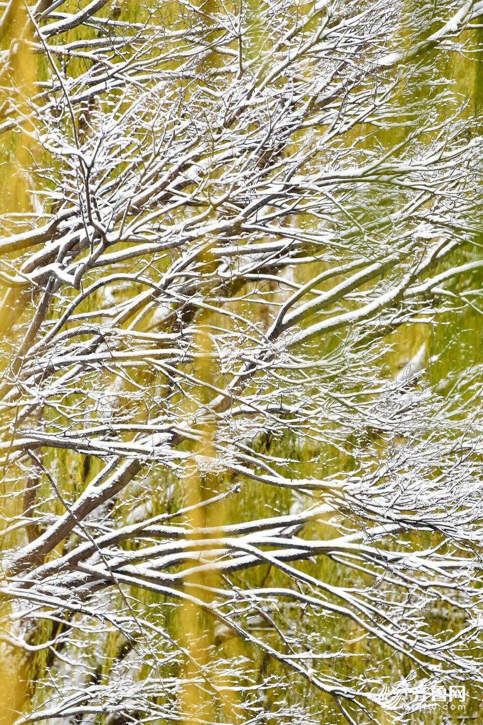 雪后的济南大明湖不只“银装”，原来还有那么多色彩！