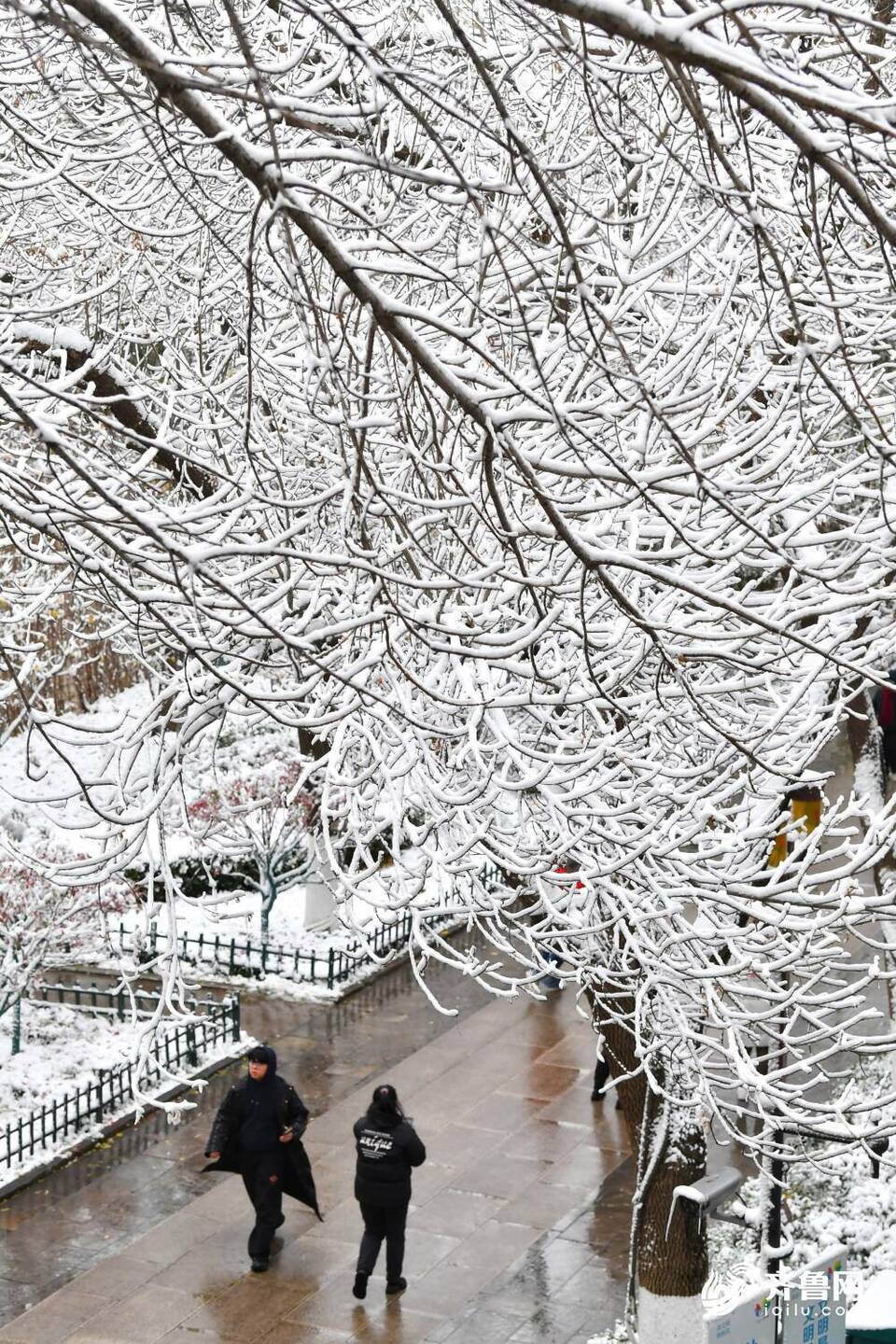 雪后的济南大明湖不只“银装”，原来还有那么多色彩！