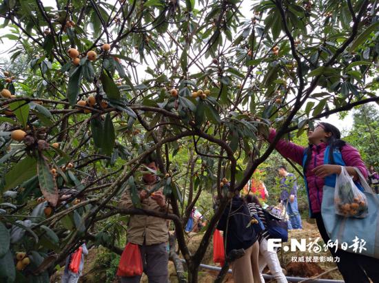 【美食 列表】【滚动新闻】【地市 福州】 福州枇杷种植面积逾10万亩 永泰枇杷采摘季启动