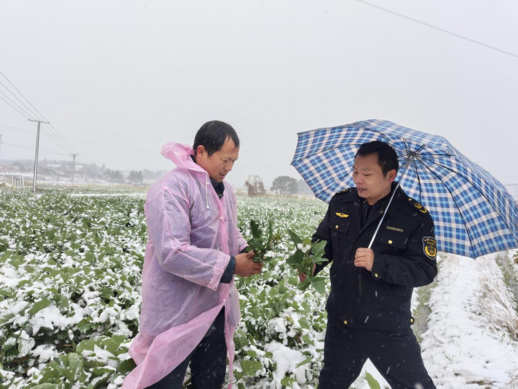 湖南衡山县应对降温降雪 农技人员田间“支招”忙_fororder_图片3