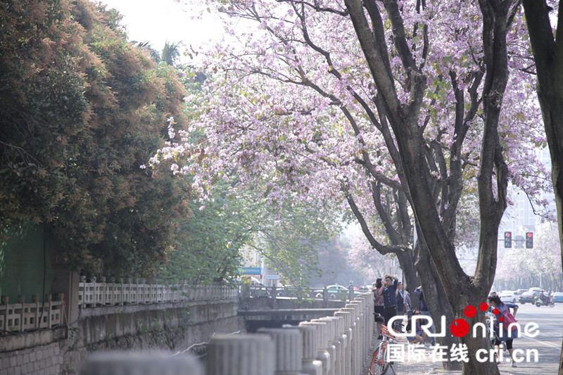 【cri看福建 主推】【滚动新闻】【地市 福州】马路变“花道” 福州工业路羊蹄甲盛开引全城观赏