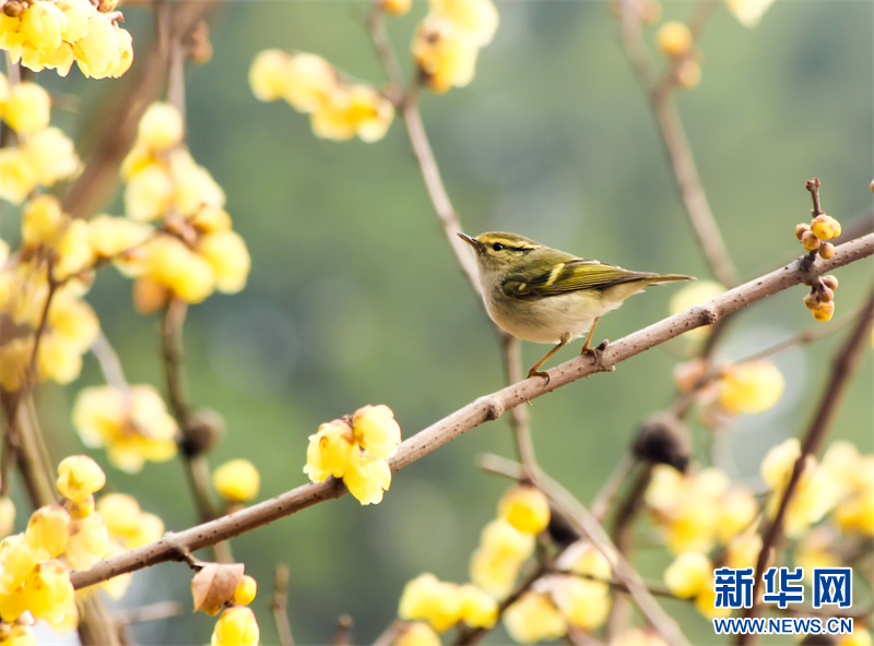 江苏句容：蜡梅花开暗香来