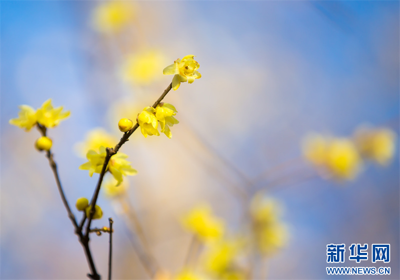 江苏句容：蜡梅花开暗香来