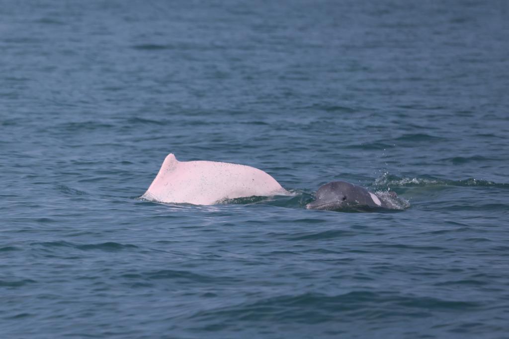 科研人员在海南岛西南海域目击到中华白海豚_fororder_2024012243cc7a5c69c8423fa1a6abf73318fd29_e08d0fd9435841bbbf6f677734ecb22e