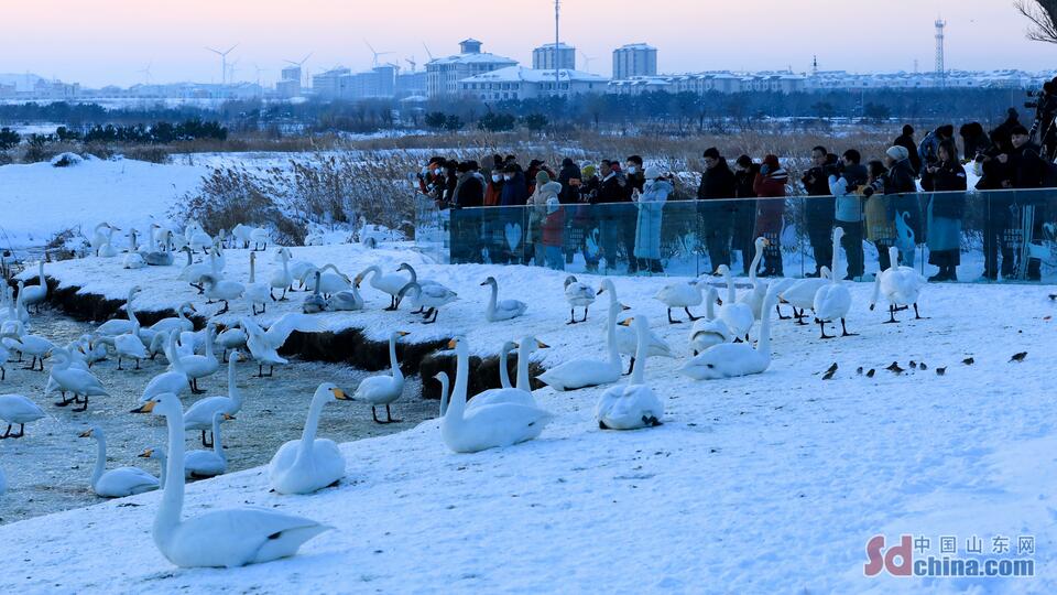 山东荣成：雪韵天鹅湖_fororder_1a123addc9854500a7ee3ee53bf2d766