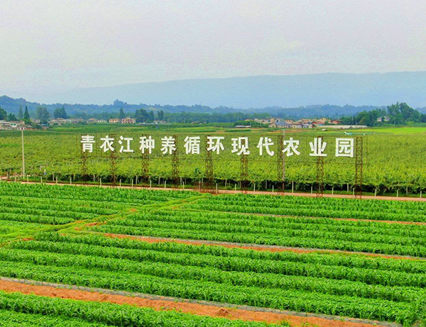 眉山洪雅中保镇乡村振兴路越走越精彩_fororder_落址在中保镇的青衣江种养循环现代农业园-供图-洪雅县委宣传部