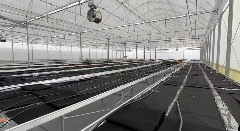 医药合作高质量融入共建“一带一路”合作框架 中国和印尼药用植物合作前景广阔