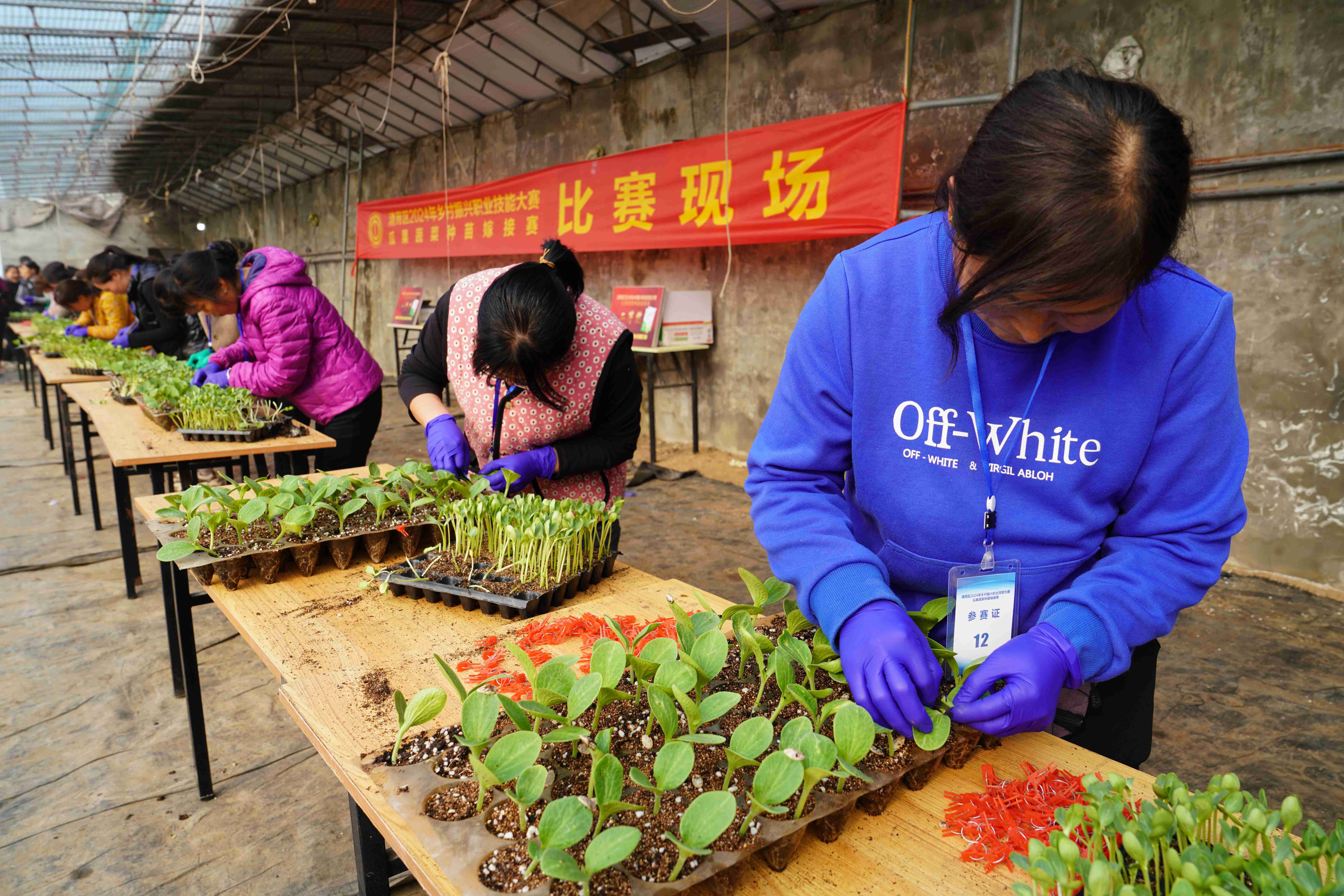 图片默认标题_fororder_清苑区2024年乡村振兴职业技能大赛比赛现场。摄影 王磊
