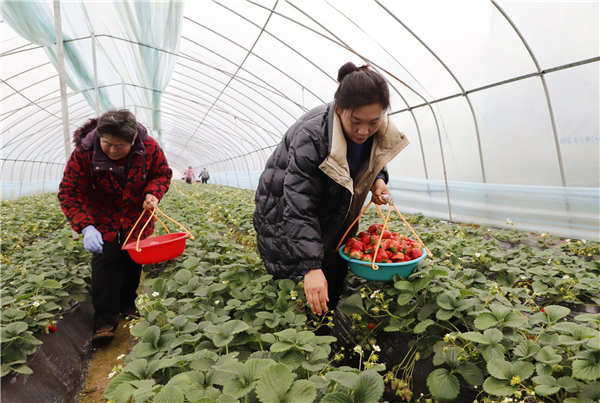 鲜红草莓实现樊城徐堤村民“莓”好生活_fororder_图片1