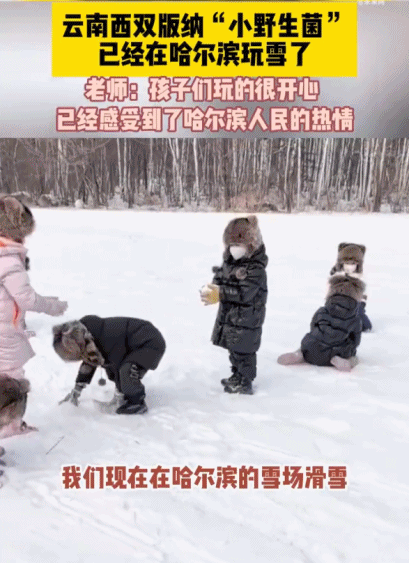 一起追更！哈尔滨开启“宠娃模式”，小砂糖橘之后他们也来了