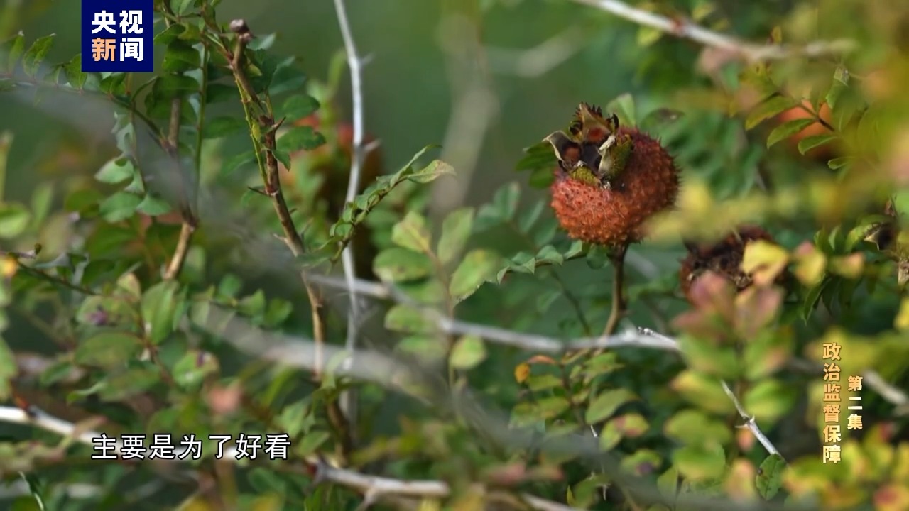 电视专题片《持续发力纵深推进》第二集《政治监督保障》