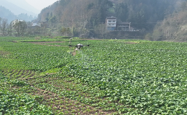 达州宣汉：49万亩油菜安全越冬_fororder_20f6875b549df568ebd957d6338cf0f