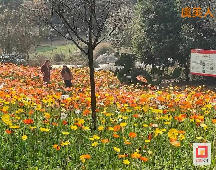 （转载）【新春走基层】自贡贡井：美丽乡村“趣”处多 赏花踏青迎新春