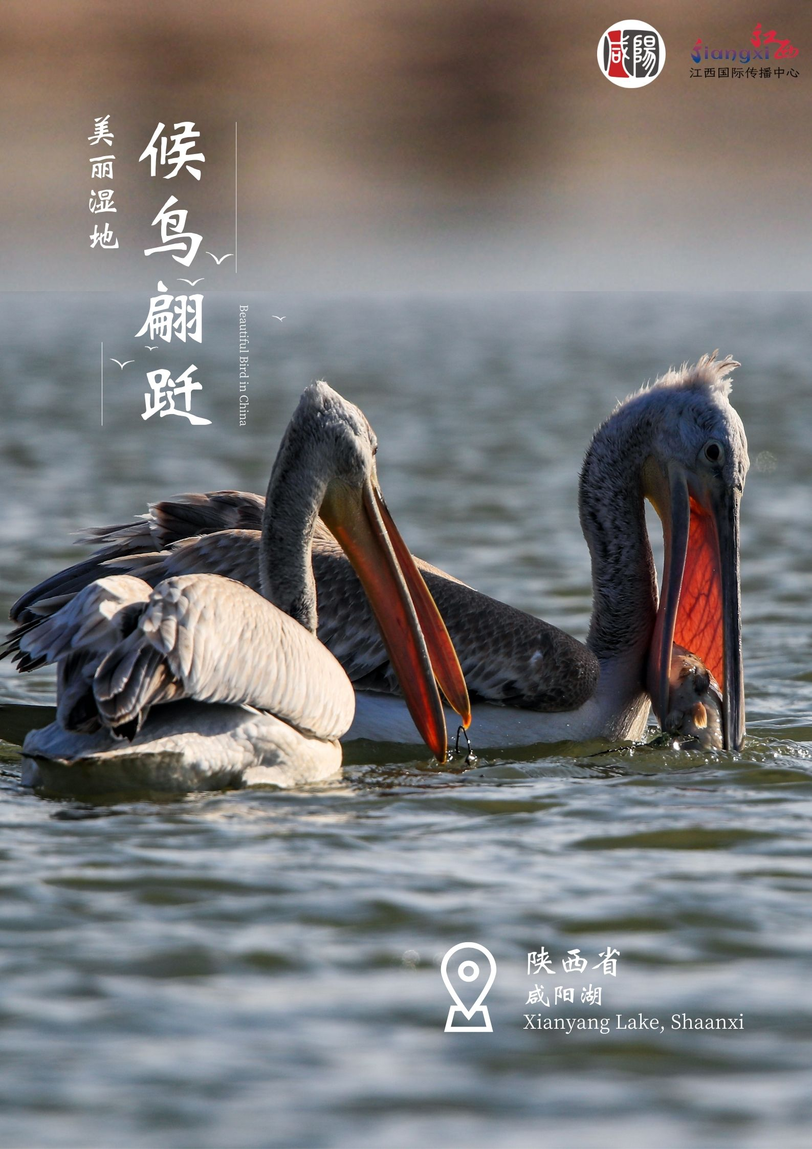 【陕耀国际·32期】咸阳打造“AmazingXianyang”外宣账号：让世界认识咸阳、关注咸阳、爱上咸阳_fororder_图片7