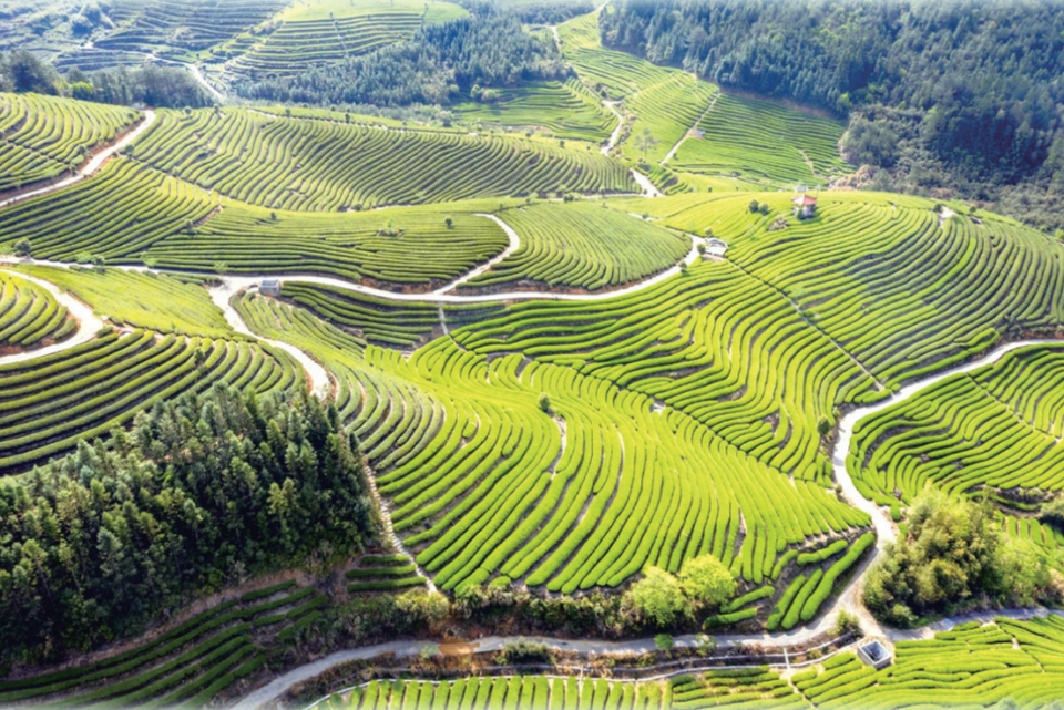 宁德传承保护古田红茶制作技艺_fororder_微信截图_20240220092311
