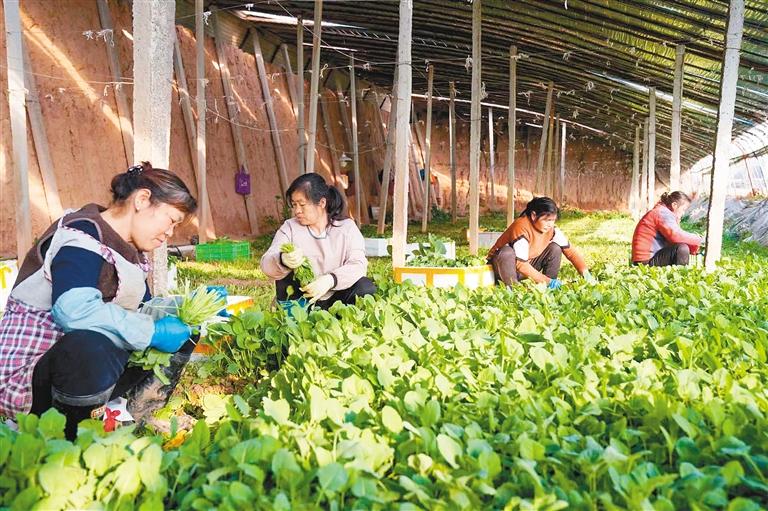 农闲变农忙 致富有门道  “冬季市场”成为农民增收新途径_fororder_微信图片_20240118091032