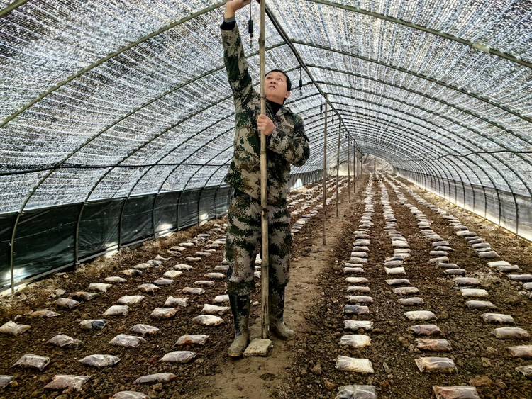 湖南衡山县：农技专家田头指导蔬菜大棚防冻保温_fororder_图片3