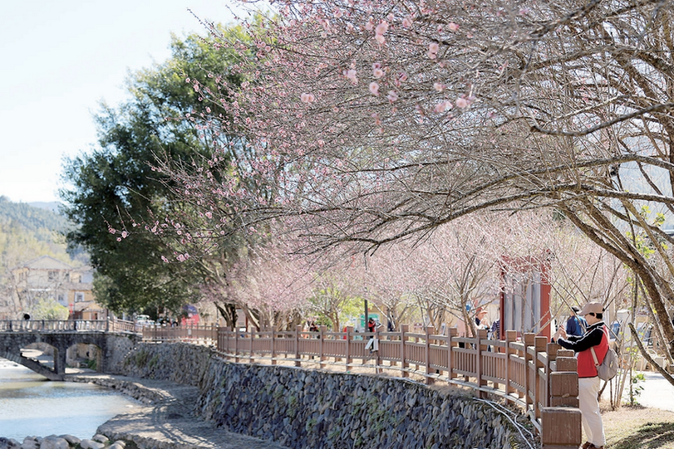 首届闽台（南靖）梅花文化节活动启动_fororder_微信截图_20240119093033